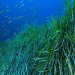 Natural fibber Seagrass ocean Baliartfurniture