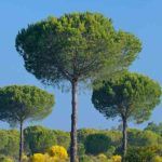 Material pine tree Baliartfurniture